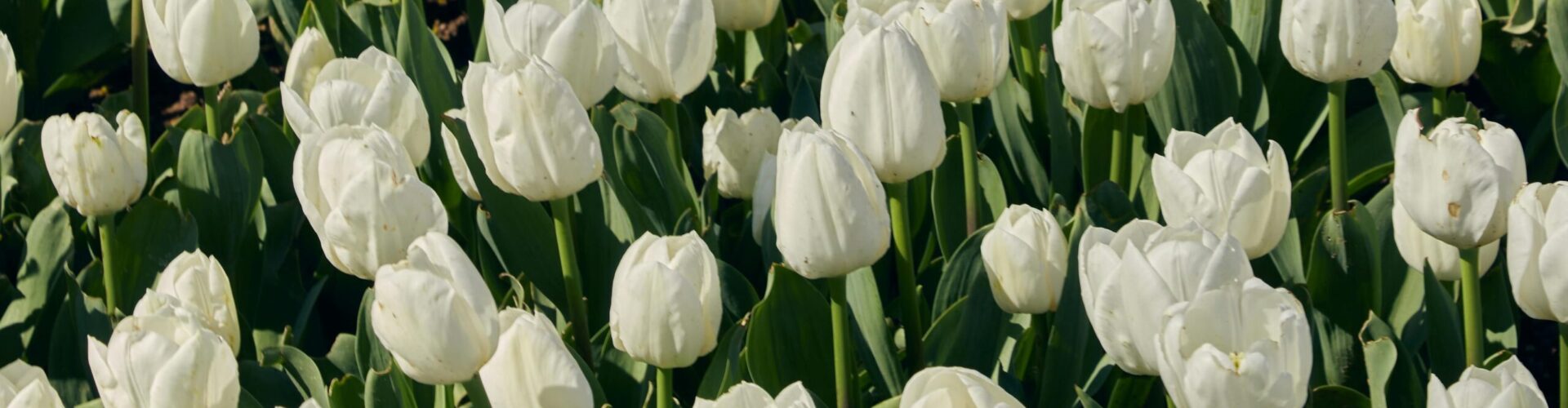 pexels-merictuna-30210418